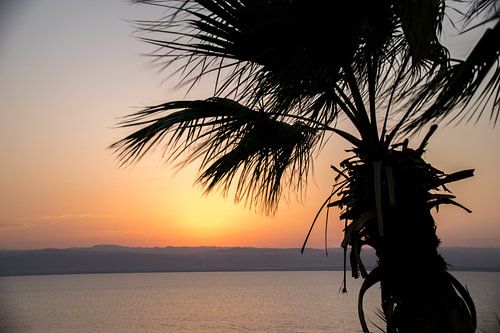 Palmboom voor zonsondergang bij de dode zee