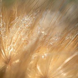 Tropfen auf Flaum. von Alie Ekkelenkamp