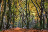 Herfstlaan Speulderbos von Jurjen Veerman Miniaturansicht