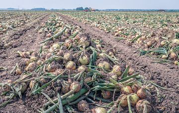 Zwiebeln trocknen auf einem holländischen Feld