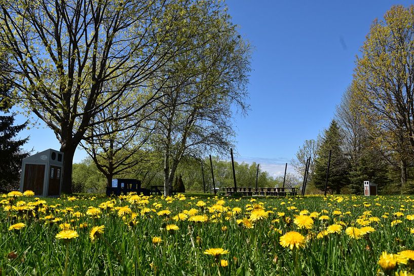Dandelions in the park in spring by Claude Laprise