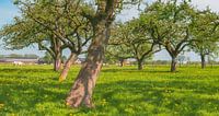 Lente in de boomgaard met oude appelbomen in een weide van Sjoerd van der Wal Fotografie thumbnail