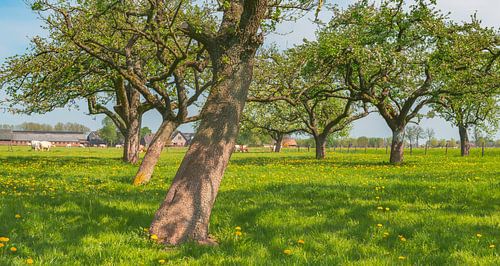 Printemps dans le verger avec de vieux pommiers dans un pré