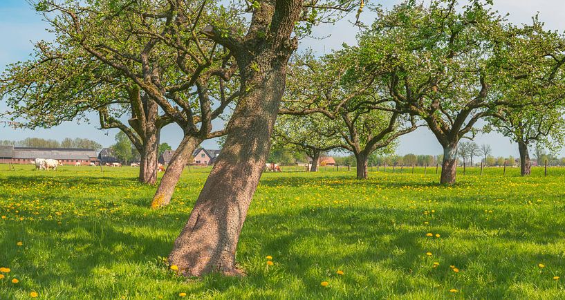 Lente in de boomgaard met oude appelbomen in een weide van Sjoerd van der Wal Fotografie