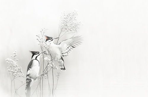Two Birds in the Blossom Tree - black | white