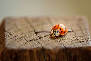 Coccinelle sur un poteau en bois