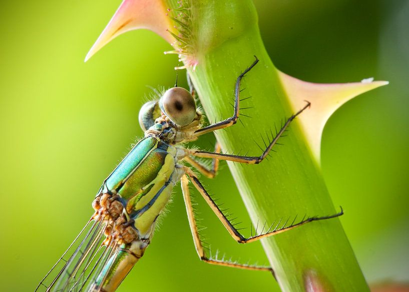 Libelle op de rozen van Dick Besse