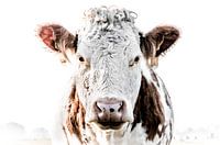 Free range cow