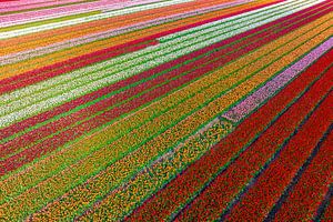 Tulpen, die im Frühling auf landwirtschaftlichen Feldern wachsen, von oben gesehen
