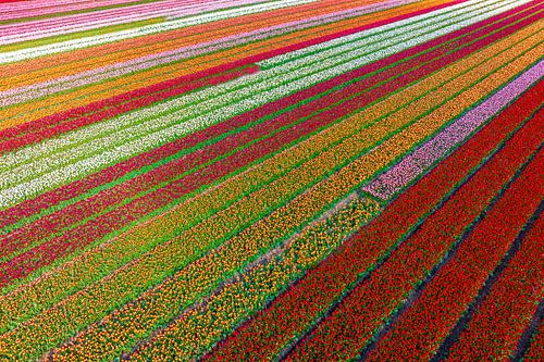 Tulpen op landbouwvelden in de lente van bovenaf gezien