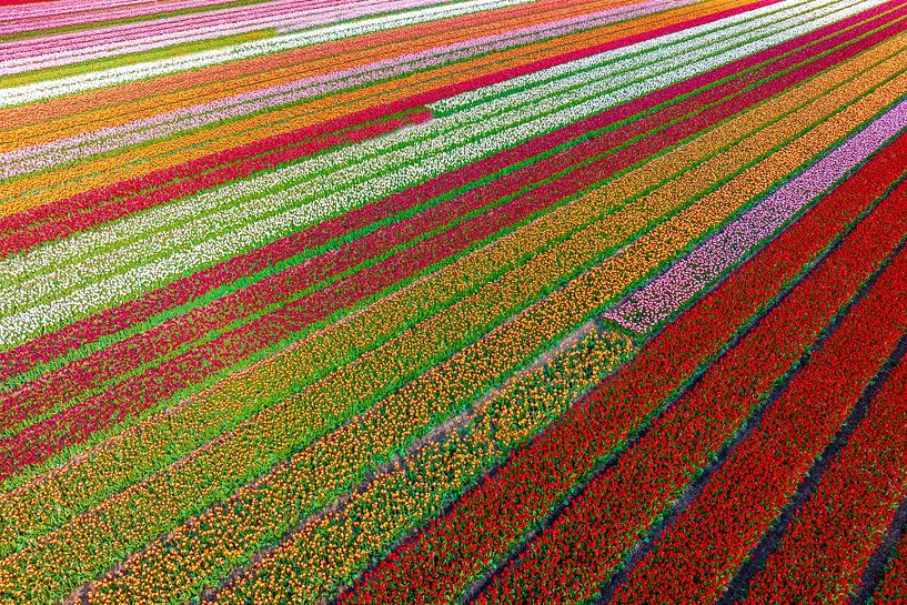 Tulips growing in agricultural fields during springtime seen from above by Sjoerd van der Wal Photography