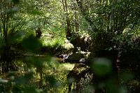 Dans la rivière