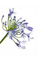 Agapanthus
