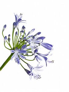 Agapanthus von Monarch C.