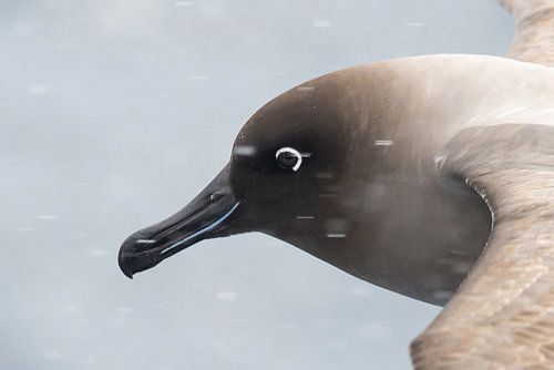 Nahaufnahme eines rußigen Batros während eines Schneeschauer