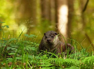 Otter,Fischotter,Eurasian otter,Loutre d'Europe van Corrie Post