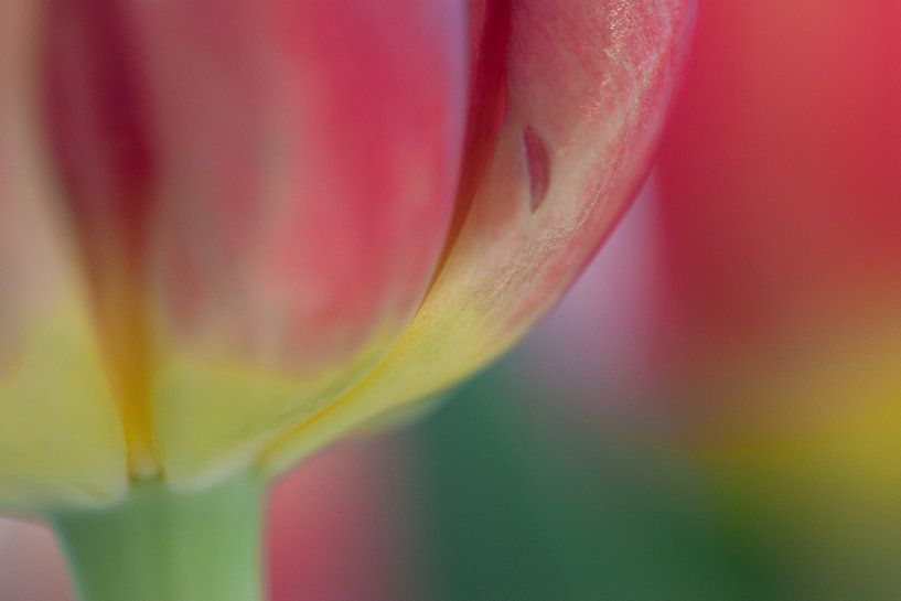 Soft close-up tulp by Bianca Muntinga