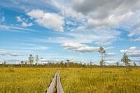 Hiking in infinite landscape in Sweden