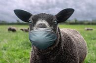The black sheep van Elianne van Turennout thumbnail