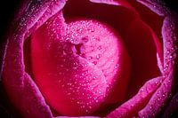 Camelia 