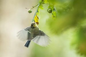 De Landing van Sander Meertins