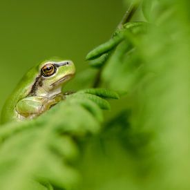 Boomkikker in varen von Yvonne van der Meij