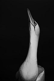 Jan van Gent by Elles Rijsdijk