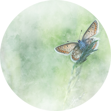 Vlinder 8 van Silvia Creemers