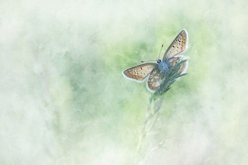Butterfly 8