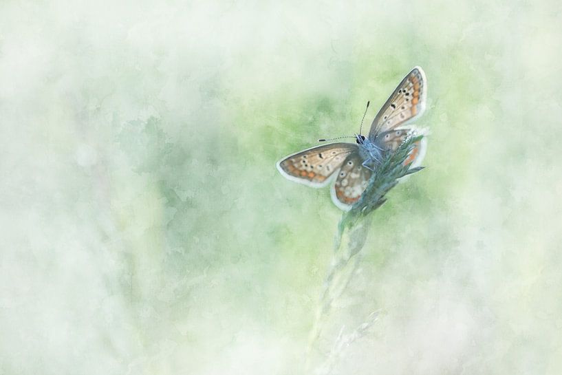 Vlinder 8 van Silvia Creemers