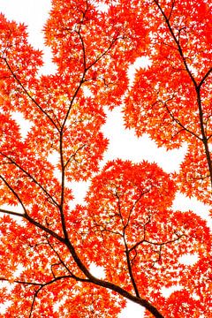 Geometry of Autumn Silence by KUNIHIRO TAKUMA