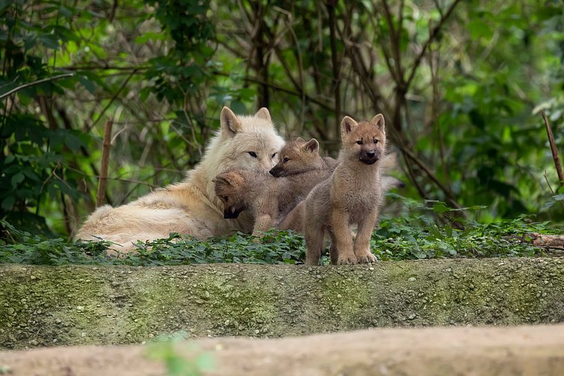 white wolf with pups by gea strucks