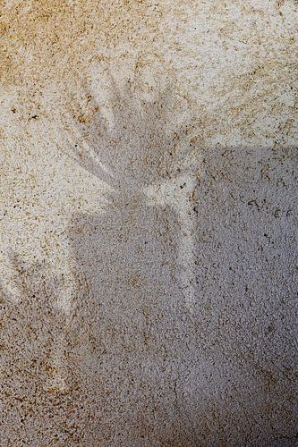 Ombre d'une plante sur un mur couleur sable en France