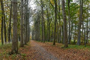 Waldspaziergang / Spaziergang im Wald