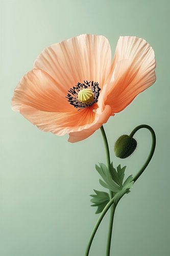 Mohnblume in Nahaufnahme ii