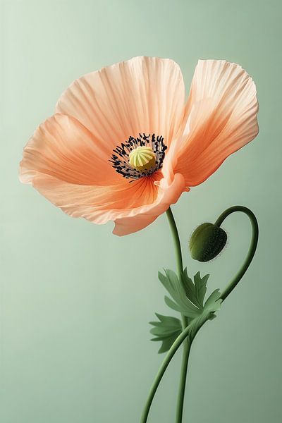 Mohnblume in Nahaufnahme ii von Studio BB