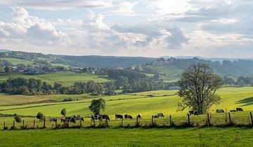 Landschap met koeien in de Jura. van Hanneke Luit
