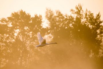 Vliegende zwaan tegen het licht van Frederic Bauer