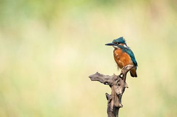 Kingfisher alcedo atthis
