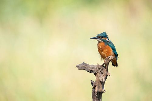 Eisvogel alcedo atthis