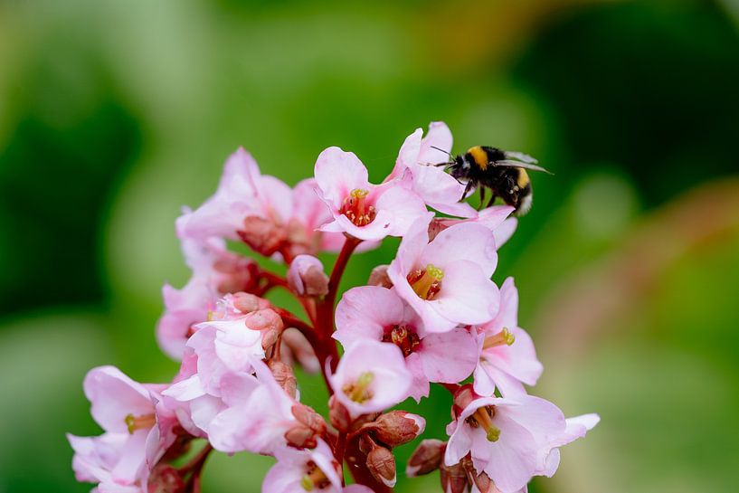 Bee in flower by Myrthe Vlasveld