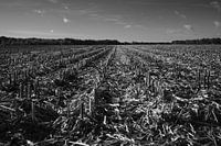 Harvest