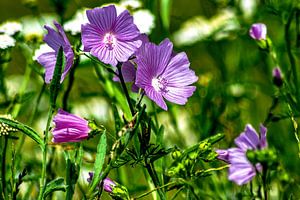 Natur Momente