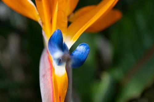 Close up van Strelitzia (papegaaiplant)