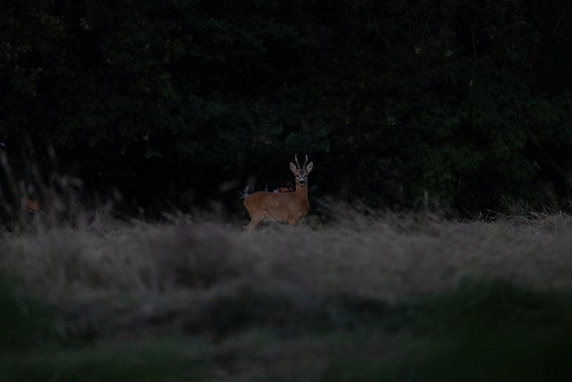 Deer by Maaike Krimpenfort