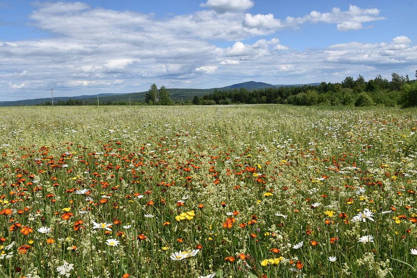 A field does not bloom under a summer sky by Claude Laprise