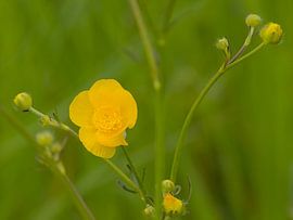 Macro of a meadow buttercup by Kristof Lauwers