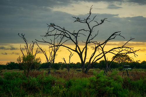 Sunset Silhouette of Dead Trees with Birds in the African Savanna