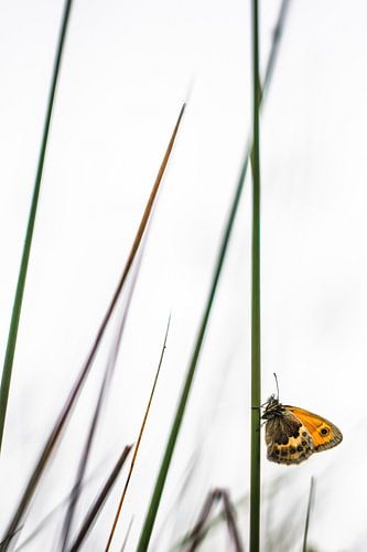 Learn to see the other