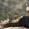 Rode Patrijs in het Spaanse landschap van Rick van der Weijde